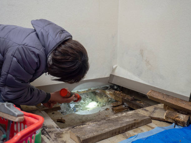 Best Mold Damage Restoration  in De Smet, SD