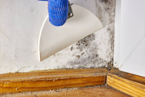 Best Mold Odor Removal Services  in De Smet, SD