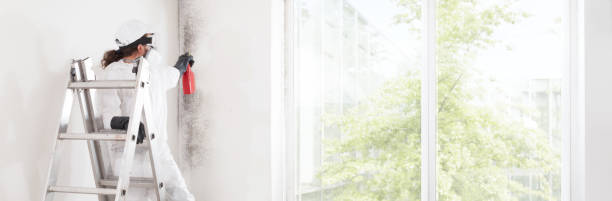 Best Environmental Consulting for Mold Prevention  in De Smet, SD
